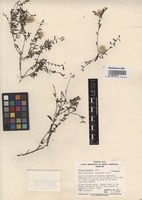 Isotype of Ptilotus symonii Benl [family AMARANTHACEAE]