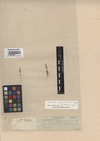 Lectotype of Sagina apetala L. var. barbata Fenzl [family CARYOPHYLLACEAE]
