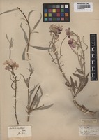 Original material of Matthiola maderensis Lowe [family BRASSICACEAE]
