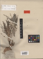 Isotype of Astragalus akkensis Coss. [family FABACEAE]