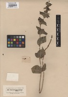 Original material of Vincetoxicum funebre Boiss. et Kotschy [family ASCLEPIADACEAE]