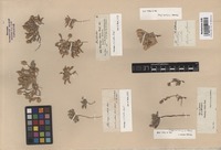Original material of Plantago albicans L. var. nana Boiss. [family PLANTAGINACEAE]
