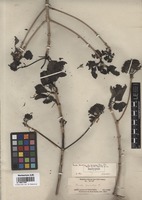 Isotype of Pavetta birmahica Bremek. var. tomentosa Bremek. [family RUBIACEAE]
