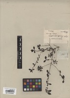Original material of Pavetta parvifolia S. Vidal [family RUBIACEAE]