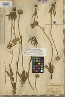 Isotype of Gomphrena marginata Seub. [family AMARANTHACEAE]