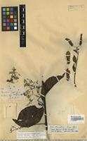 Isotype of Banisteria caapi Spruce ex Griseb. [family MALPIGHIACEAE]
