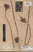 Isotype of Juncus procerus E. Mey [family JUNCACEAE]