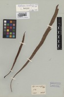 Original material of Asplenium ensiforme Wall. [family ASPLENIACEAE]