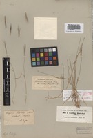 Isotype of Aegilops kotschyi Boiss. [family POACEAE]