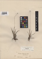 Isotype of Eriocaulon sonderianum Körn. [family ERIOCAULACEAE]