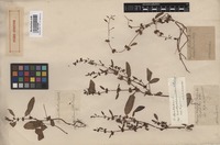 Original material of Rumex dentatus L. var. mesopotamicus Rech. f. [family POLYGONACEAE]