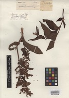 Isotype of Polygonum alpinum All. [infrasp.unranked] alaskanum Small [family POLYGONACEAE]