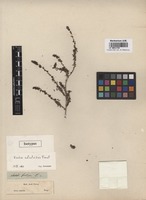 Isotype of Kochia salsoloides Fenzl [family CHENOPODIACEAE]