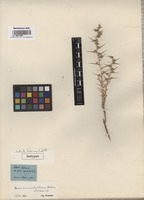 Isotype of Salsola echinus Labill [family CHENOPODIACEAE]