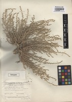 Isotype of Salsola gypsacea Botsch. [family CHENOPODIACEAE]