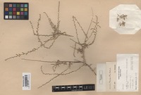Type of Salsola mandavillei Botsch. [family CHENOPODIACEAE]