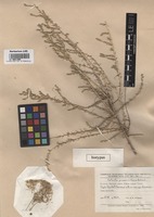 Isotype of Salsola praemontana Botsch. [family CHENOPODIACEAE]