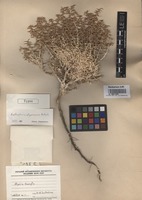 Type of Agathophora algeriensis Botsch. [family CHENOPODIACEAE]
