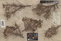 Isolectotype of Astragalus hystrix Fisch. [family FABACEAE]