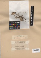 Holotype of Oxytropis stracheyana Bunge [family FABACEAE]