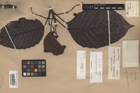 Original material of Dipterocarpus grandiflorus Blanco [family DIPTEROCARPACEAE]