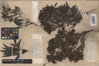 Isotype of Pavetta lanceolata Eckl. [family RUBIACEAE]