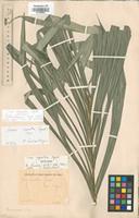 Isotype of Cocos argentea Engel. [family ARECACEAE]
