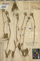 Holotype of Gomphrena marginata Seub. [family AMARANTHACEAE]