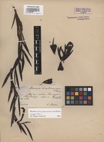 Original material of Bomarea chimboracensis Baker [family ALSTROEMERIACEAE]