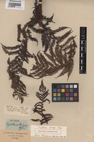 Original material of Cyathea dregei Kunze [family CYATHEACEAE]