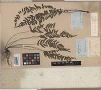 Original material of Asplenium erectum Bory [family ASPLENIACEAE]