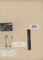 Isotype of Ornithogalum pulchrum Schltr. ex Poelln. [family HYACINTHACEAE]