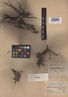 Syntype of Salsola abrotanoides Bunge [family CHENOPODIACEAE]