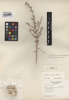 Type of Salsola arabica Botsch. [family CHENOPODIACEAE]