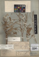 Type of Haloxylon elegans Bunge [family CHENOPODIACEAE]