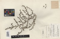 Isotype of Climacoptera longipistillata Botsch. [family CHENOPODIACEAE]