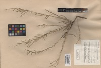 Isotype of Salsola praemontana Botsch. [family CHENOPODIACEAE]