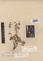 Syntype of Potentilla thuringiaca Bernh. ex Link [family ROSACEAE]