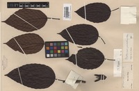 Original material of Dipterocarpus grandiflorus Blanco [family DIPTEROCARPACEAE]