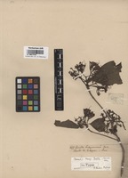 Isotype of Pavetta finlaysoniana Wall. [family RUBIACEAE]