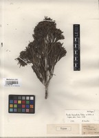 Type of Pavetta lanceolata Eckl. [family RUBIACEAE]