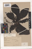 Isotype of Pavetta microthamnus K. Schum. [family RUBIACEAE]