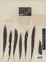 Original material of Pavetta salicifolia Blume [family RUBIACEAE]