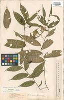 Isotype of Heteropsis spruceana Schott [family ARACEAE]