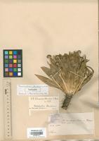 Isotype of Paepalanthus columbiensis Ruhland [family ERIOCAULACEAE]