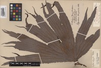 Original material of Dipteris conjugata Reinw. [family DIPTERIDACEAE]