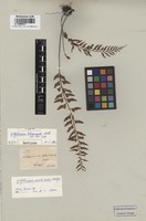 Isotype of Asplenium planicaule Wall. [family ASPLENIACEAE]