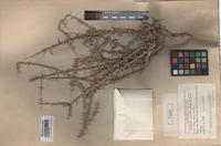 Holotype of Salsola acanthoclada Botsch. [family CHENOPODIACEAE]