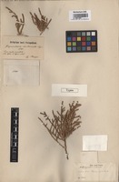 Type of Girgensohnia imbricata Bunge [family CHENOPODIACEAE]