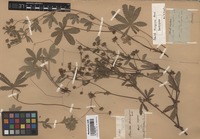Isotype of Potentilla thuringiaca Bernh. ex Link [family ROSACEAE]